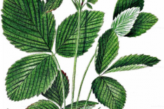 Plant-illustration-of-Musk-strawberry