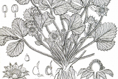 Sketch-of-Musk-strawberry