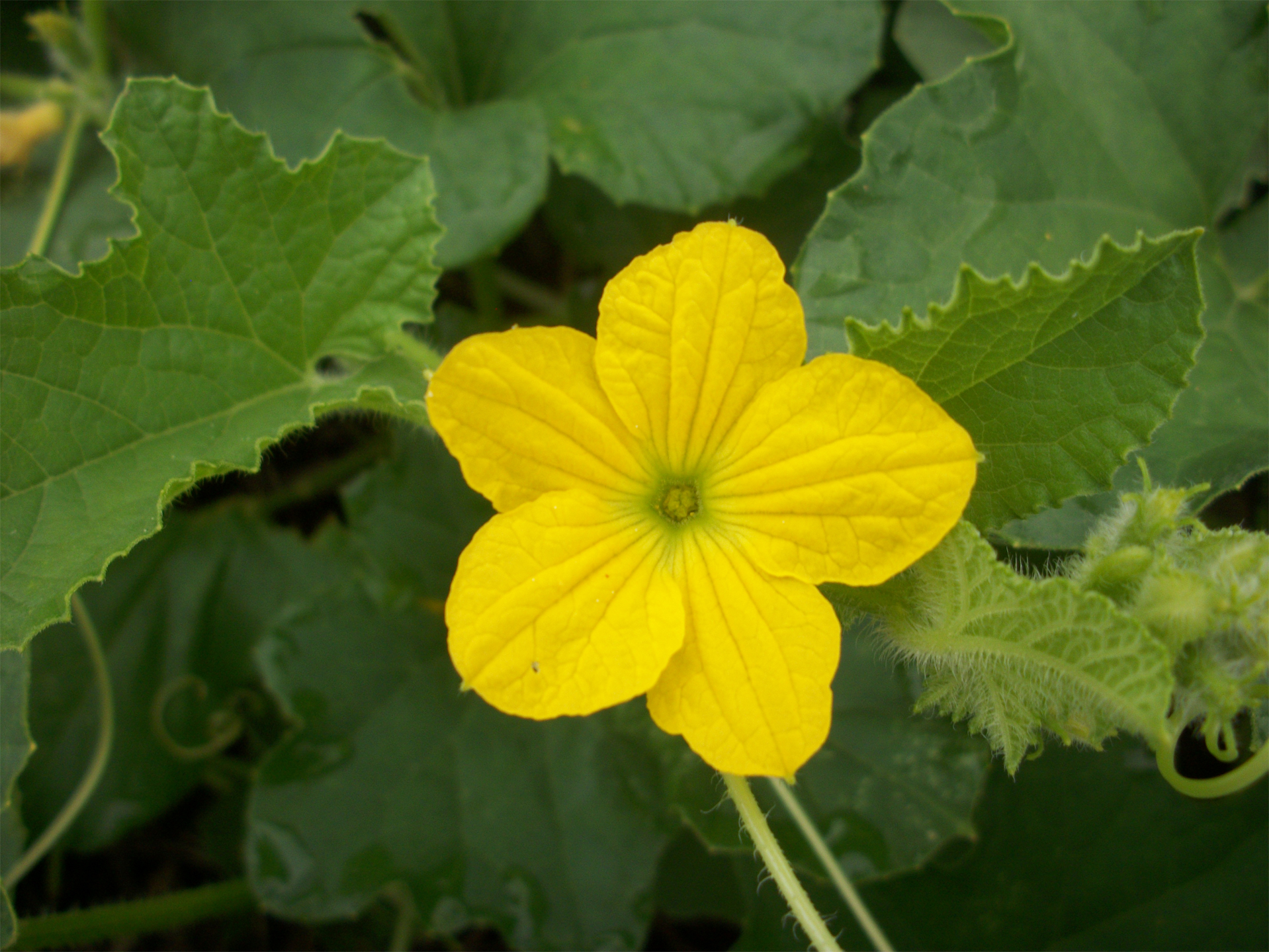 Close-up-flower-of-Muskmelon