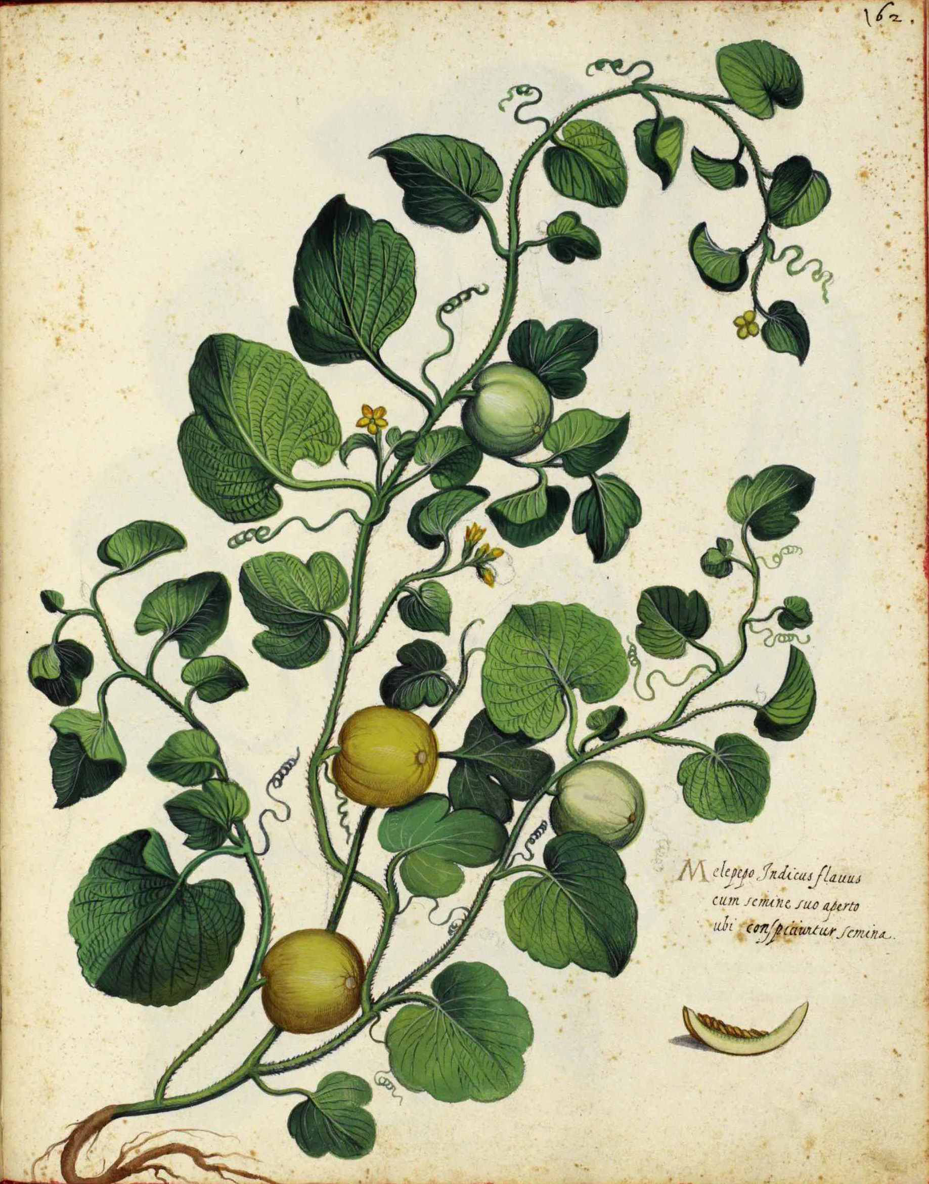 Plant-illustration-of-Muskmelon