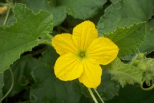 Close-up-flower-of-Muskmelon
