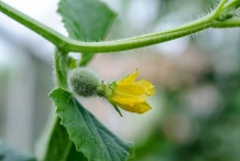 Flower-bud-of-Muskmelon