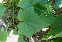 Leaves-of-Muskmelon