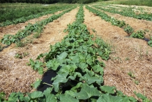 Muskmelon-farm