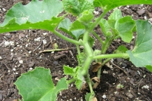 Muskmelon-plant