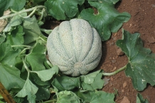 Muskmelon