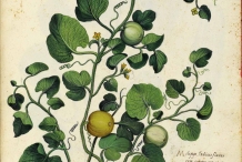 Plant-illustration-of-Muskmelon