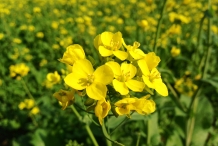 Close-up-flower-of-Mustard-greens