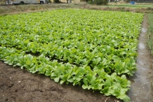 Mustard-greens-farm