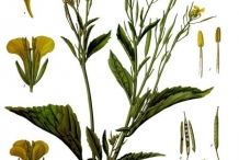 Plant-illustration-of-Mustard-greens