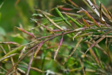 Pods-of-Mustard-greens