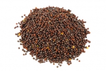 Seeds-of-Mustard-greens