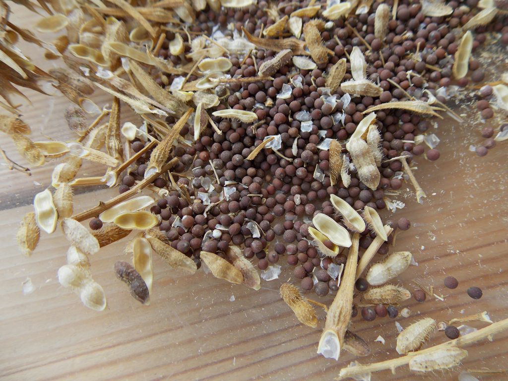 Mustard-seeds-with-silique