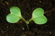 Mustard-seedlings