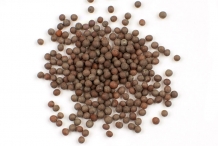 Mustard-seeds-1