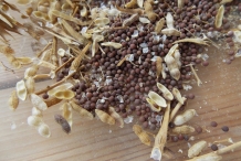Mustard-seeds-with-silique