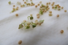 Mustard-sprouts