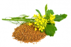 Mustard-seeds-2