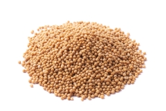 White-mustard-seeds