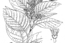 Plant-Illustration-of-Myrobalan