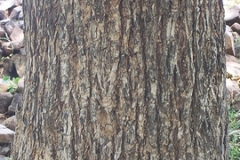 Bark-of-Myrobalan-tree
