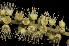 Closer-view-of-Myrobalan-flower