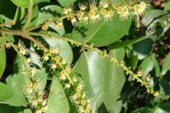 Flowers-of-Myrobalan