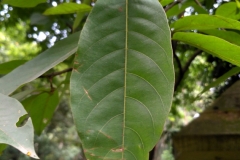 Leaves-of-Myrobalan