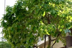 Myrobalan-plant