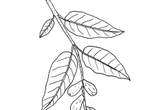Sketch-of-Myrobalan