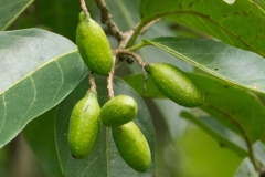 Unripe-Myrobalan--on-the-tree