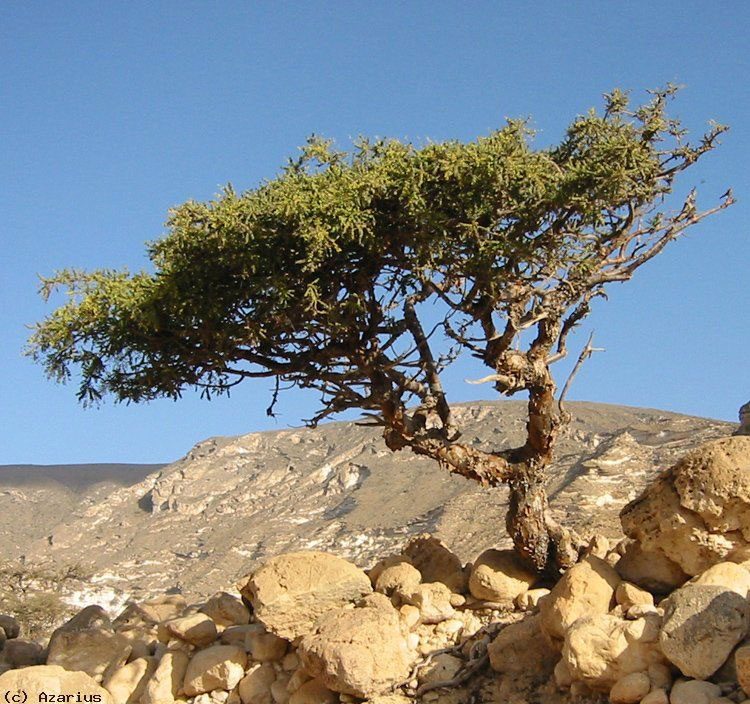 Myrrh-tree