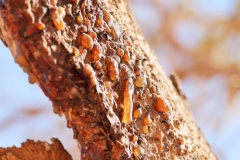 Bark-of-Myrrh-tree