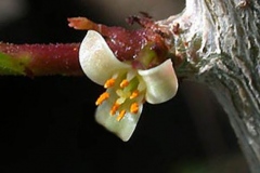 Flower-of-Myrrh-tree