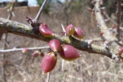 Fruits-of-Myrrh-tree