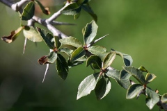 Leaves-of-Myrrh