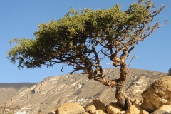 Myrrh-tree