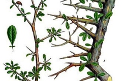Plant-Illustration-of-Myrrh