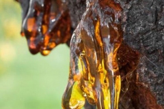 Resins-in-Myrrh-tree