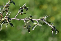 Spines-of-Myrrh-tree