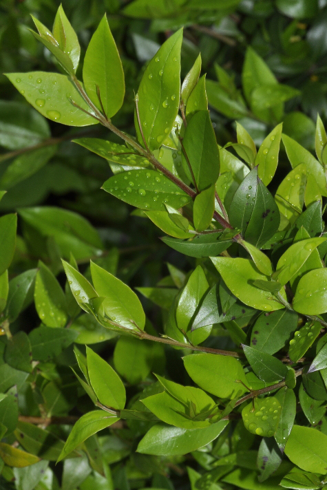 Leaves-of-Myrtle-plant