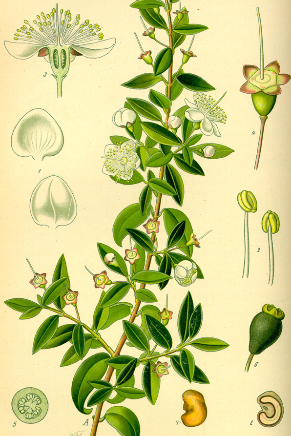 Plant-Illustration-of-Myrtle