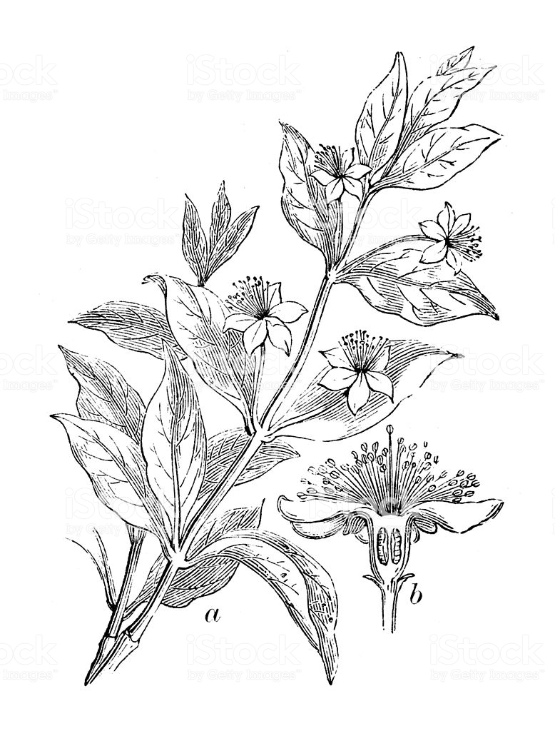 Sketch-of--Myrtle-plant