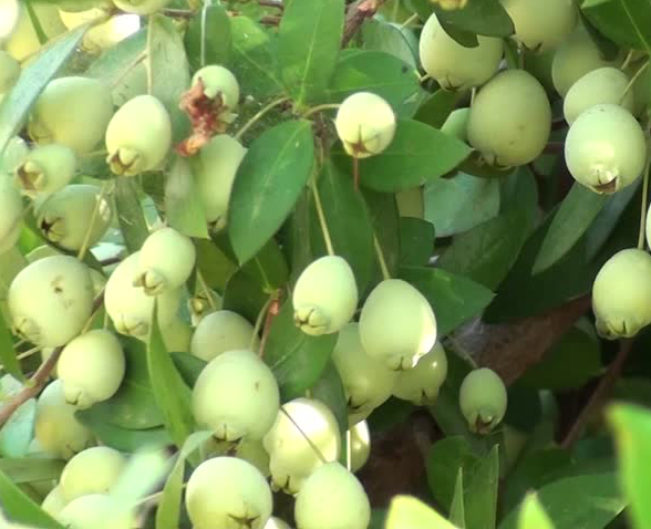 Unripe-Myrtle-berries-on-the-tree