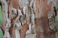 Bark-of-Myrtle-plant
