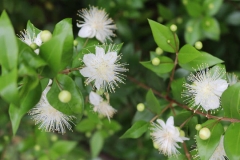 Flowers-of-Myrtle