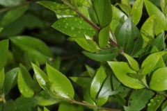 Leaves-of-Myrtle-plant