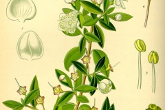 Plant-Illustration-of-Myrtle