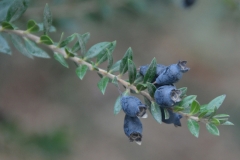 Ripe-Myrtle-fruits-on-the-plant