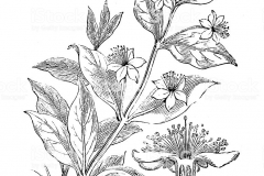 Sketch-of--Myrtle-plant